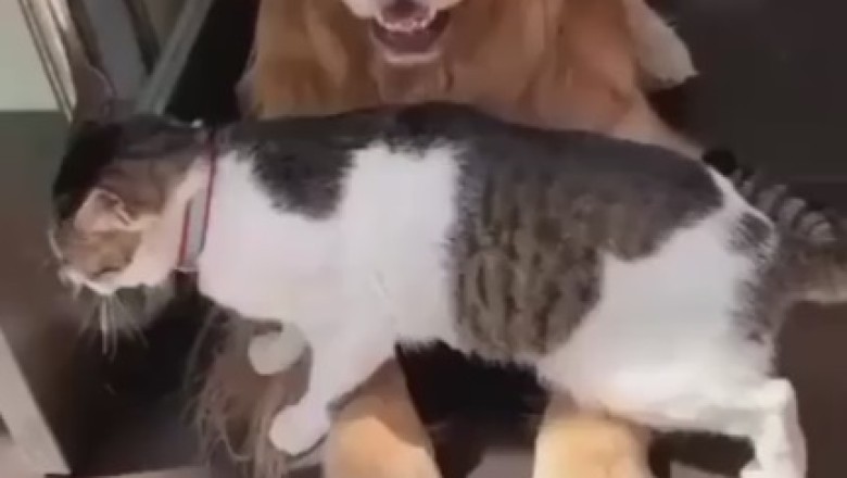 Pawsitively Adorable: Unlikely Friendship Between Cats and Dogs Will Melt Your Heart!