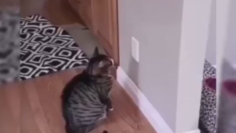 Purrfectly Crafty: Cat Mastermind Cracks Code of Electric Lock!