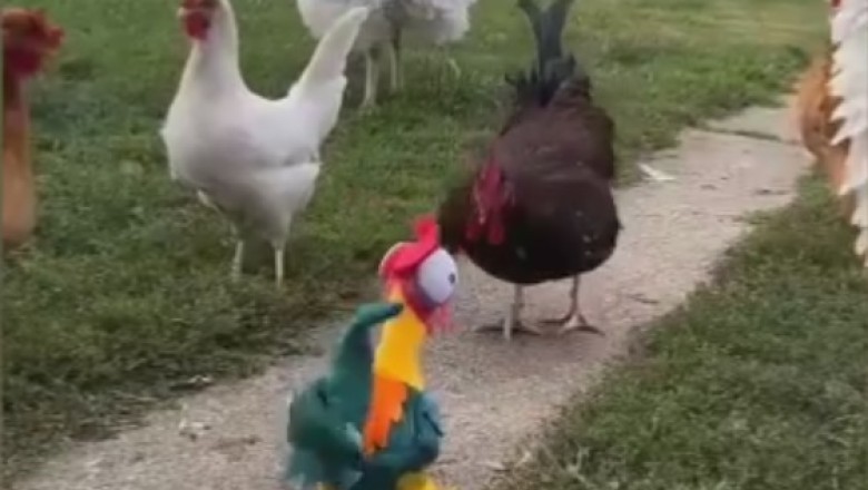 The Poultry Power Struggle: Turkey, Rooster, and Hen in a Feathery Face-Off!