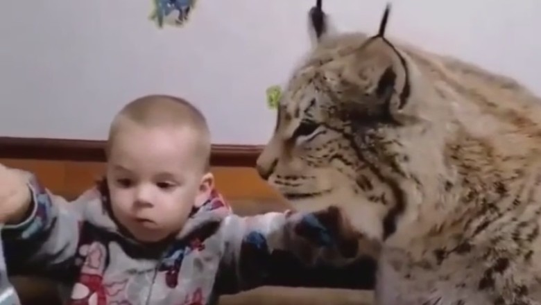 Adorable Chaos: Big Kitty and Tiny Baby Share a Mealtime Adventure!