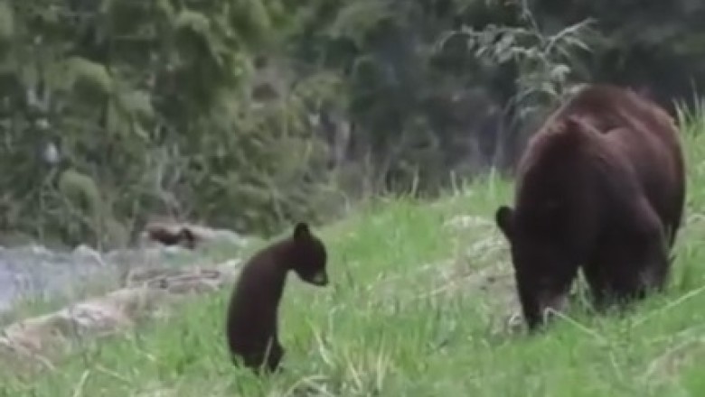 Bear Necessities: Hilarious Bears Unleash Wild Antics in the Great Outdoors!