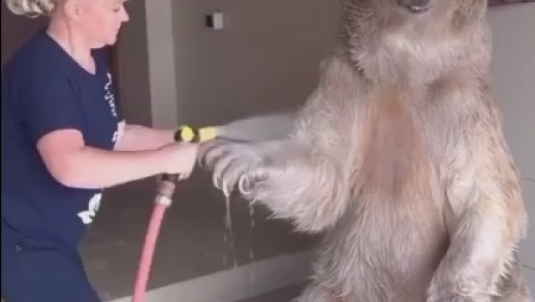 Bear-y Clean Comedy: Hilarious Video of Owner Bathing Adorable Bear Goes Viral!