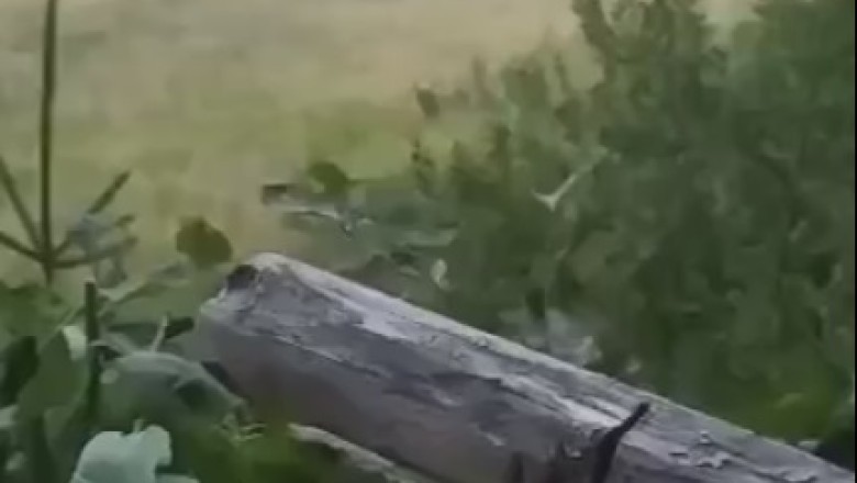 Caught on Candid Camera: Bears Steal the Show in the Wilderness!