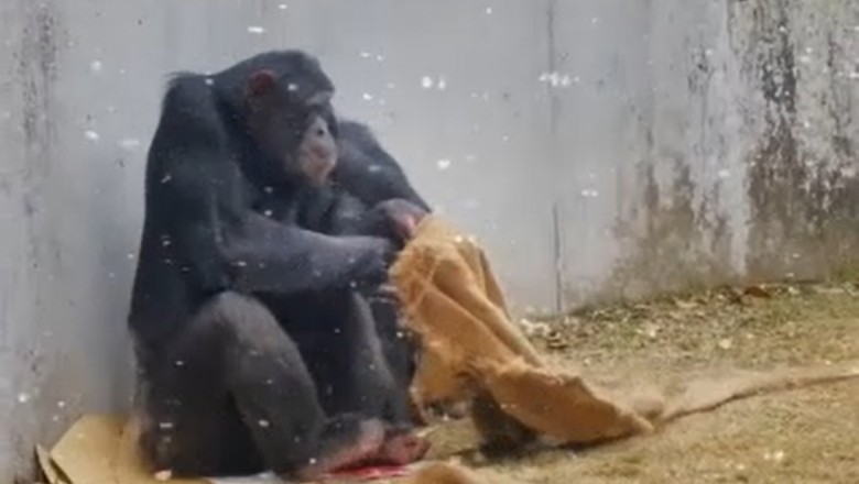 Chillin' Gorillas: Watch in Ape-lation as Gorilla Gang Braves Sub-Zero Temperatures!