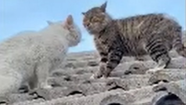 Claws Out Comedy: Hilarious Cat Fight Showdown!