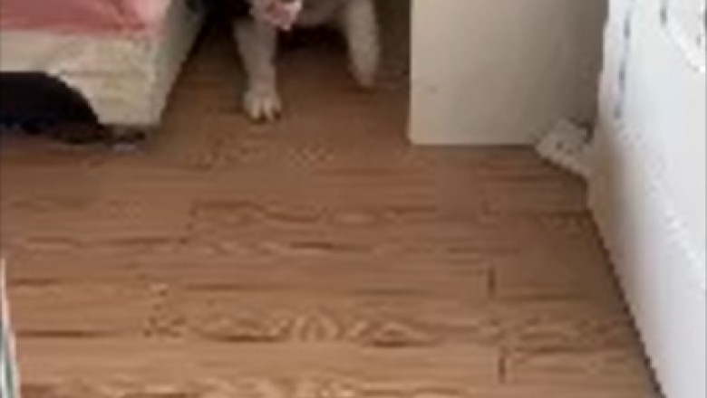 Doggone Clever: Watch as Sneaky Pooch Pulls off the Ultimate Money Heist on Owner!