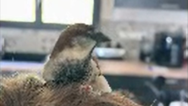 Feathered Friends Forever: The Hilarious Adventures of a Bird and Its Human Sidekick!