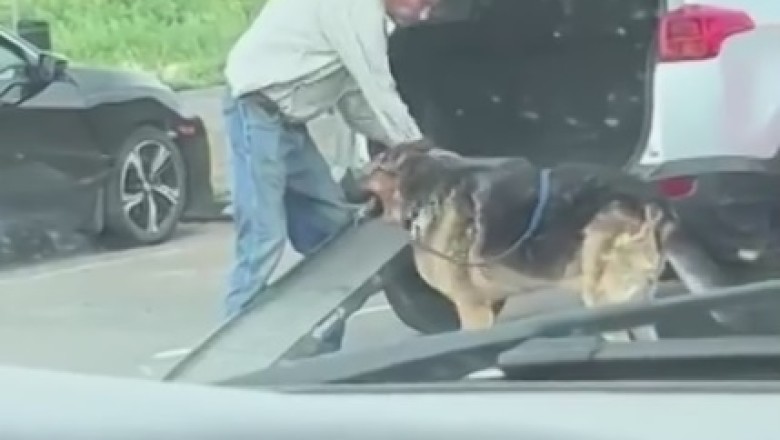Highway Hilarity: Shepherd Dog's Hilarious Surprise Reaction Caught on Camera!