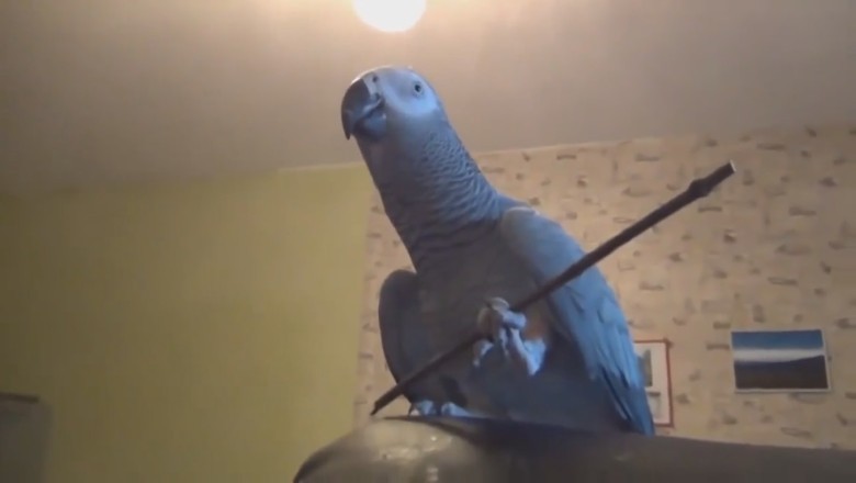 Hilarious Parrot Shares Cooking Secrets in Side-Splitting Video!