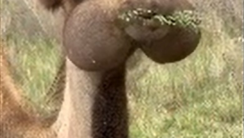 Hump Day Hilarity: Camel Discovers Its Favorite Food & Has a Meltdown!