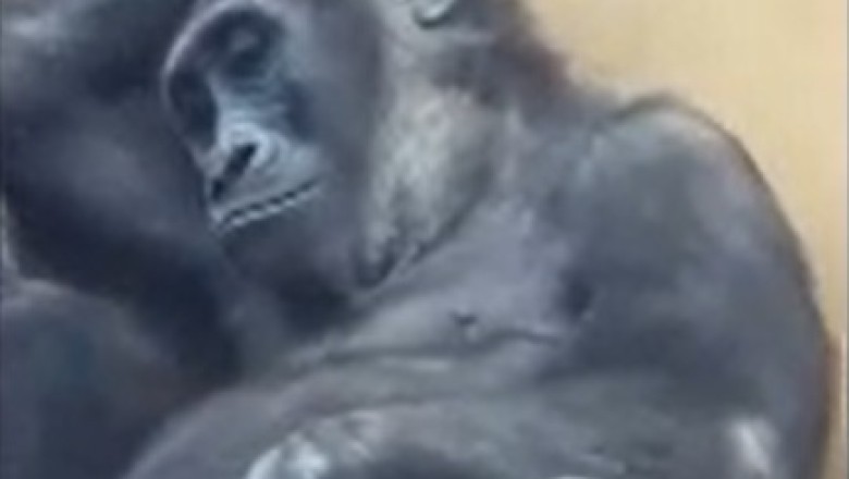Lost in Translation: Watch a Confused Gorilla Try to Make Sense of Human World!