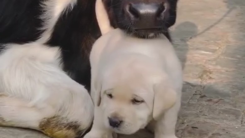 Moo-tiful Friendship: Tiny Cow Calf and Mini Dog's Adorable Shenanigans Will Melt Your Heart!