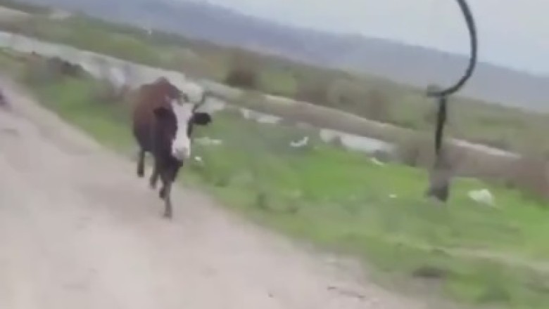 Moo-ve Over, Mom! Hilarious Newborn Cow Chases Owner in Adorable Calf Pursuit!