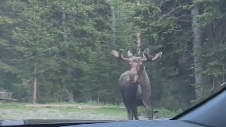 Moose on the Loose: Hilarious Bear Chase Takes the Wild by Storm!