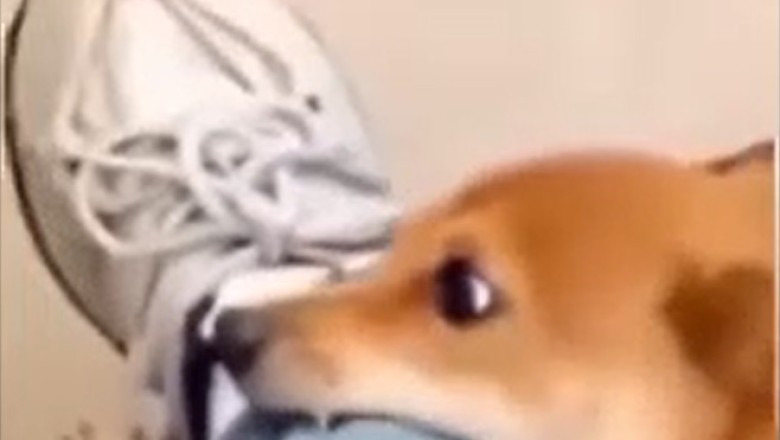 Pawlice Paws and Order: Hilarious Hijinks Ensue as Doggy Detective Joins Police Squad!