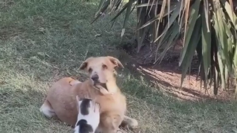 Paws and Play: Hilarious Cat-Dog Duo Steals Hearts in Ultimate Friendship Fiasco!