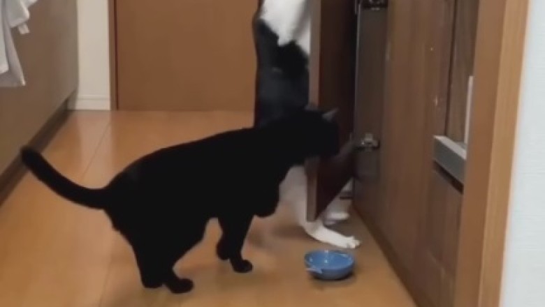 Pawsitively Clever: Watch These Crafty Cats Master the Art of Opening Doors!