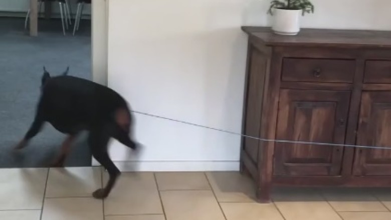 Pawsitively Hilarious: Dog and Owner's Playtime Escapades Go Viral!