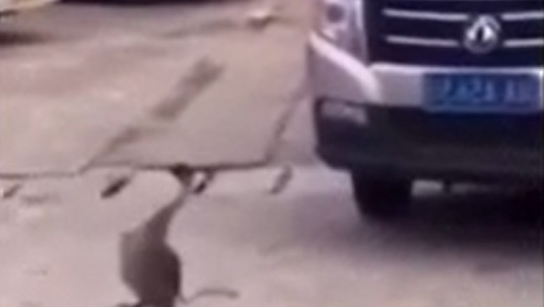 Quacktastic Chaos: Duck Literally Stops Traffic In Hilarious Video!