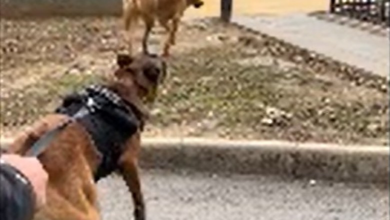 The Bark Avengers: When Good Boys Go Bad - The Ultimate Doggy Showdown!
