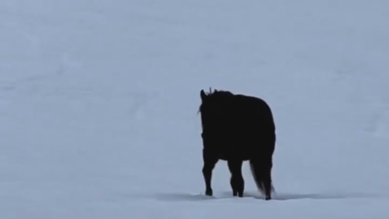 Watch This Snow-Strolling Horse Stump Physics Geniuses!