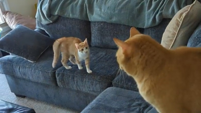 Epic Showdown: Watch These Two Cats Gear Up for a Hilarious Fight! Description: