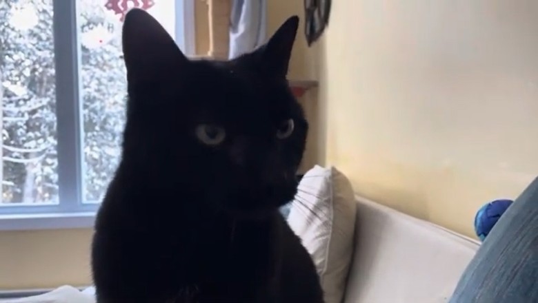 This Lovely Cat Will Melt Your Heart – Watch Her Sweetest Moments!