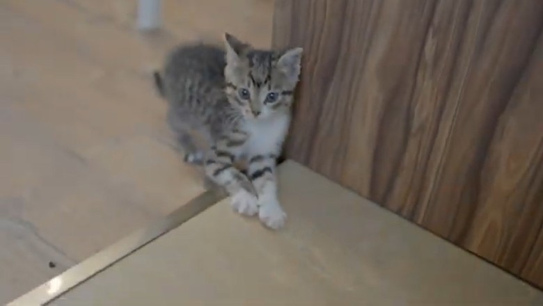 Watch This Kitten's Adorable Hyperactive Antics – You Won't Believe the Energy!