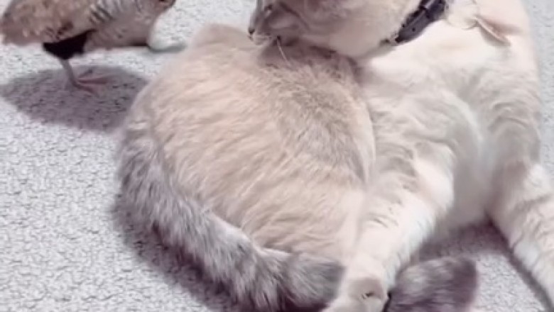 Cat and Partridge: Unlikely BFFs or Epic Rivalry?