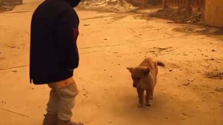Dancing Dog Dazzles During Eclipse!