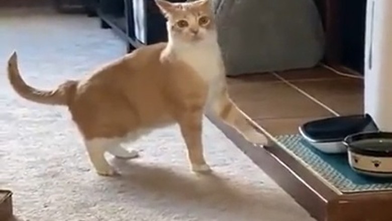 Hangry Cat Chronicles: The Epic Tale of a Cat Who Refuses to Eat!