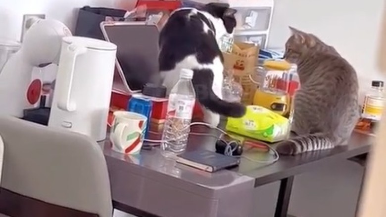 Paws Off Pills! Hilarious Hijinks of Two Cats on a Medication Mission!