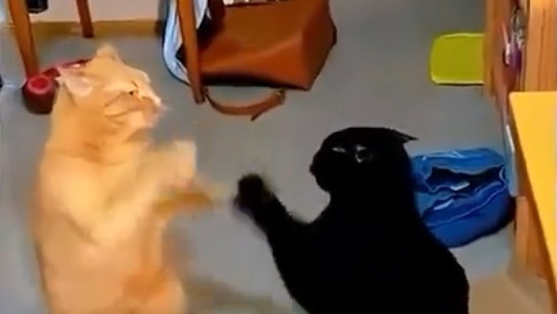 Pawsitively Hilarious: The Meowvelous Duo's Epic Game of Chila!