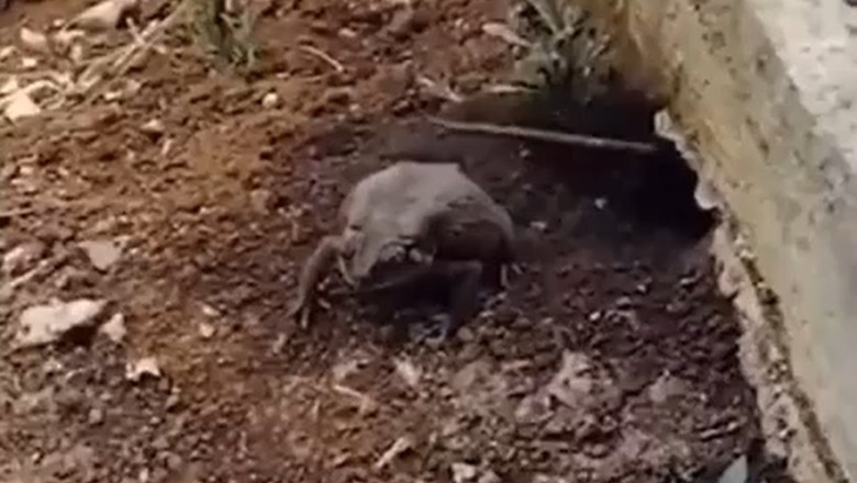 Rodent Reunion: Mouse's Hilarious Encounter with a Ribbit-ing Surprise!
