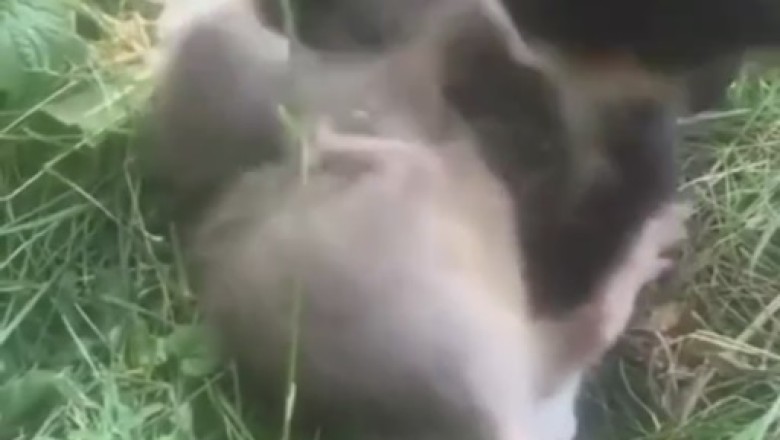 Cat vs. Mouse: The Ultimate Comedy Showdown!