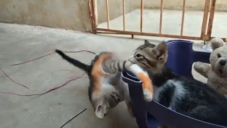 Adorable Chaos: Funny Kitten's Epic Mishaps!