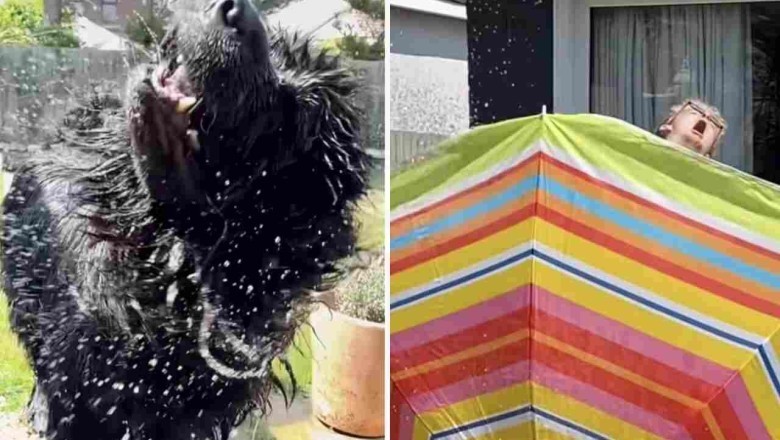 Burt the Magnificent: Hilarious Video of Giant Furry Dog Making a Splash!