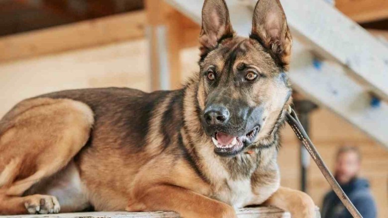 Elite Hybrid Marvels: Meet the Marine-Trained Protection Dogs Setting New Standards