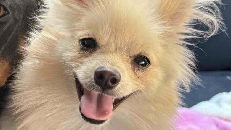 Heartbreaking Betrayal: Jealousy Turns Deadly for Innocent Pet in Texas