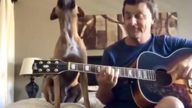 Heartwarming Harmony: Emotional Dog Sings Along to Beatles Classic
