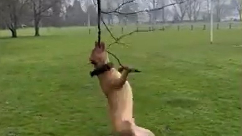 Hilarious Pets Gone Wild: You Won't Believe Your Eyes!
