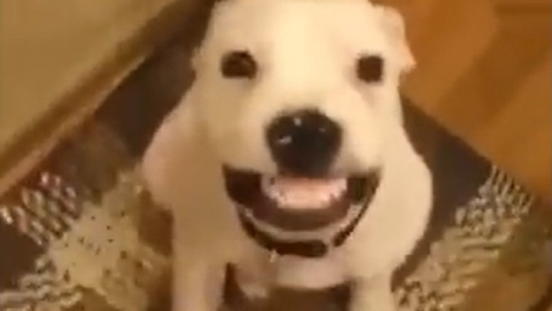 Hilarious Showdown: Funny Dog vs Sneaky Cat!