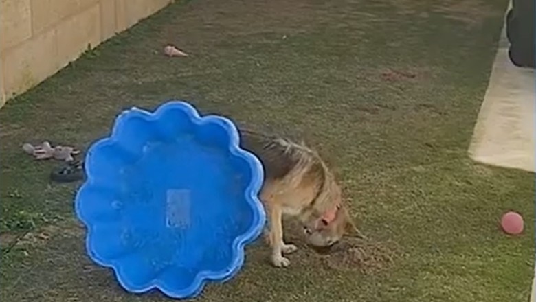 Laugh Therapy: When Pets Have Better Comedy Skills Than Humans!