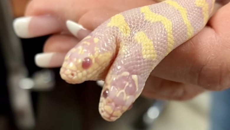 Majestic Marvel: Internet Abuzz Over Mesmerizing Two-Headed Snake Encounter