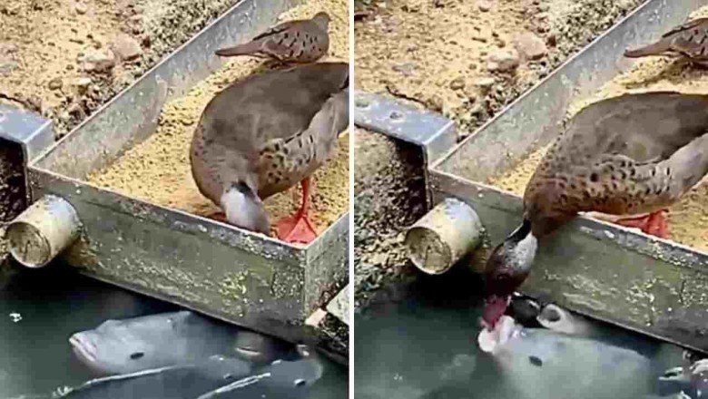 Tender Tale of Generosity: Duck's Heartwarming Gesture of Sharing Food with Fish Melts Hearts Online