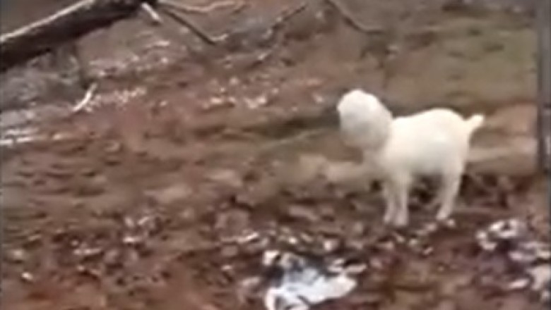 These Funny Pets Will Make Your Day! Get Ready to Laugh Uncontrollably!