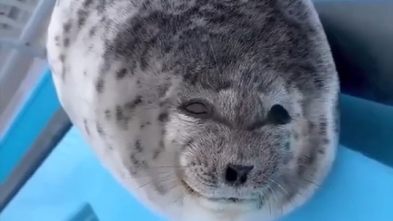 Adorable Spotted Seal Smiles Brighten Your Day: Prepare for Cuteness Overload!