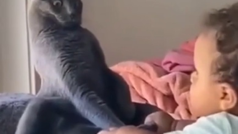 Cat Teaches Little Boy Surprising Tricks | Must-See Funny Video!