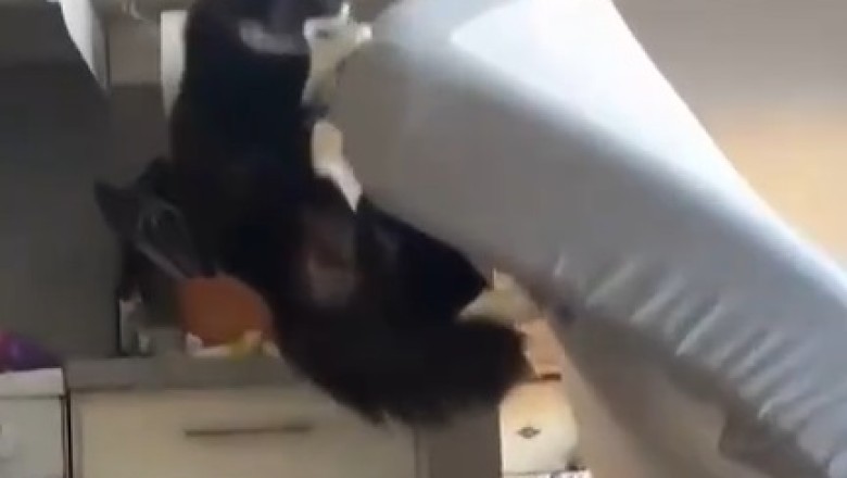 Claws Out: Hilarious Antics of a Naughty Cat Caught on Camera!