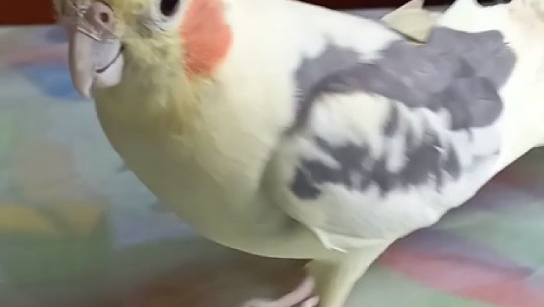 Dancing Parrot Goes Viral | Hilarious Video!